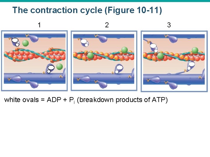 The contraction cycle (Figure 10 -11) 1 2 3 white ovals = ADP +