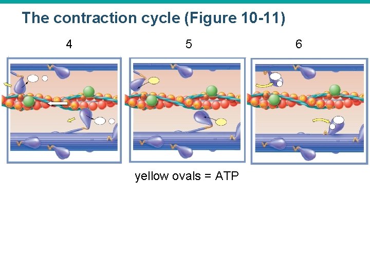 The contraction cycle (Figure 10 -11) 4 5 yellow ovals = ATP 6 