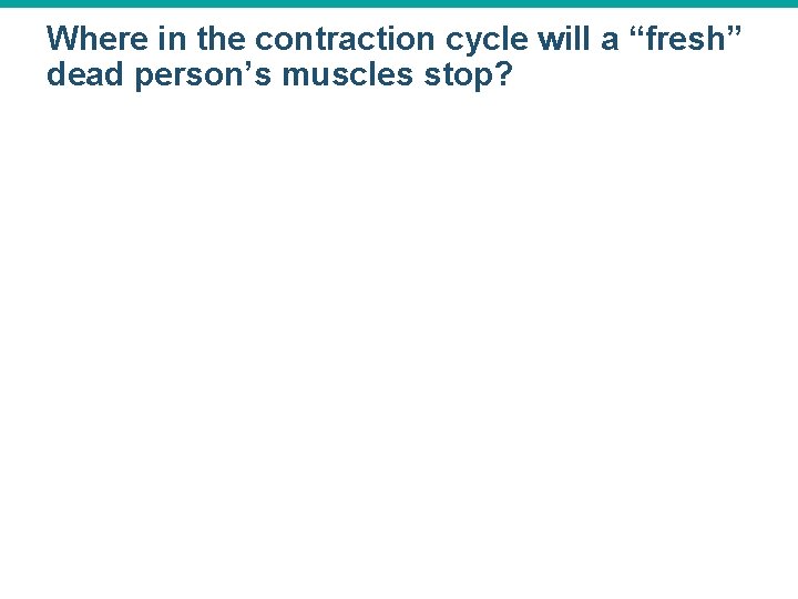 Where in the contraction cycle will a “fresh” dead person’s muscles stop? 