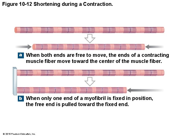 Figure 10 -12 Shortening during a Contraction. a When both ends are free to