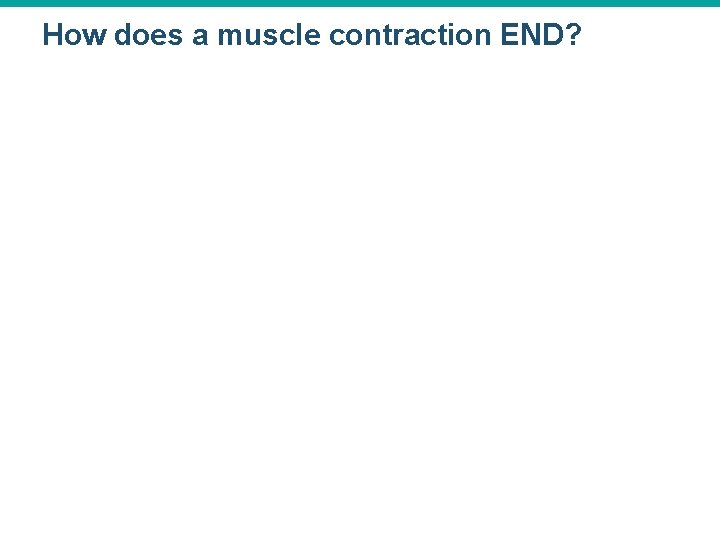 How does a muscle contraction END? 