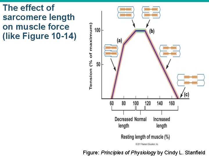 The effect of sarcomere length on muscle force (like Figure 10 -14) Figure: Principles