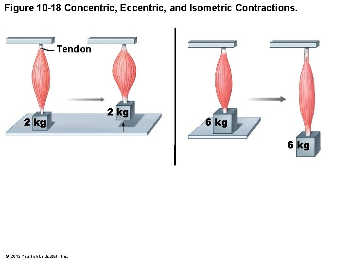 Figure 10 -18 Concentric, Eccentric, and Isometric Contractions. Tendon 2 kg 6 kg ©