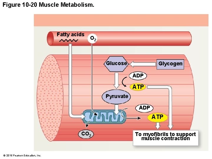 Figure 10 -20 Muscle Metabolism. Fatty acids O 2 Glucose Glycogen ADP ATP Pyruvate