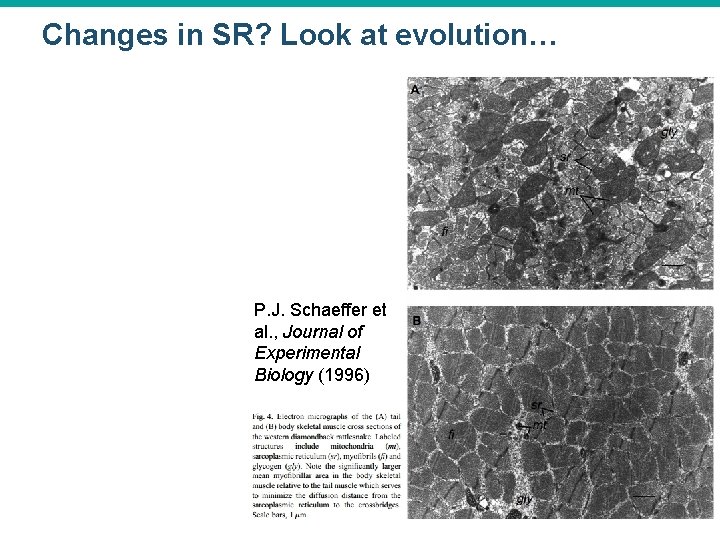 Changes in SR? Look at evolution… P. J. Schaeffer et al. , Journal of