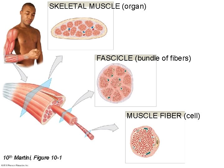 SKELETAL MUSCLE (organ) FASCICLE (bundle of fibers) MUSCLE FIBER (cell) 10 th Martini, Figure