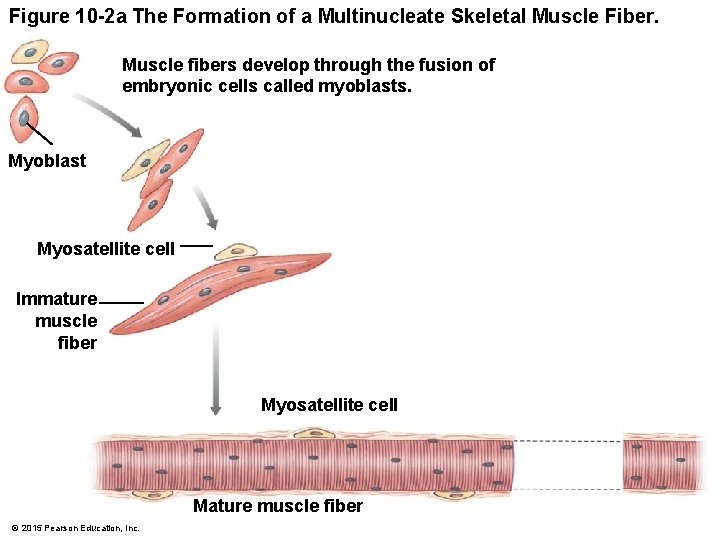 Figure 10 -2 a The Formation of a Multinucleate Skeletal Muscle Fiber. Muscle fibers