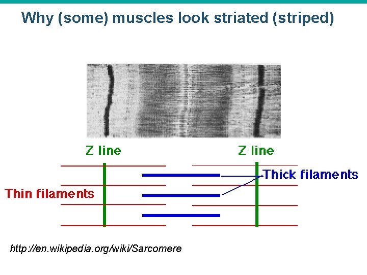 Why (some) muscles look striated (striped) http: //en. wikipedia. org/wiki/Sarcomere 