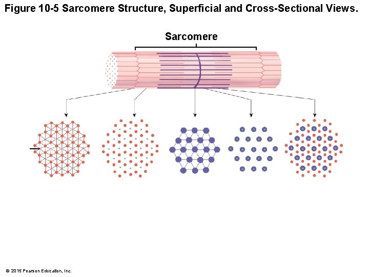 Figure 10 -5 Sarcomere Structure, Superficial and Cross-Sectional Views. Sarcomere © 2015 Pearson Education,