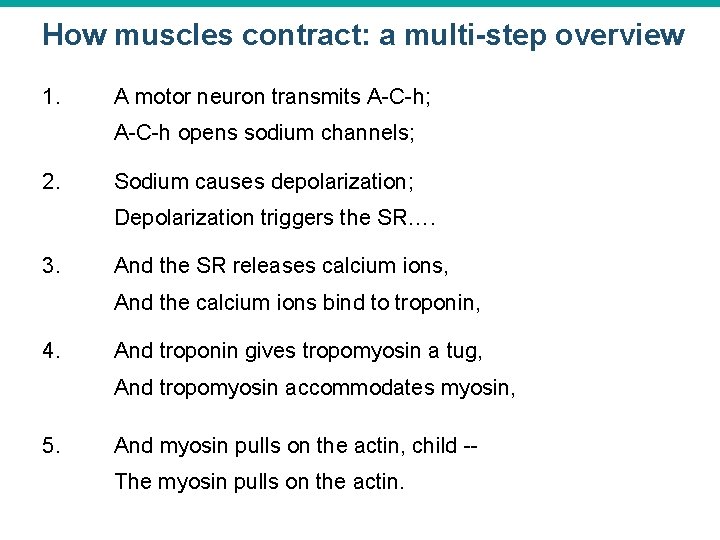 How muscles contract: a multi-step overview 1. A motor neuron transmits A-C-h; A-C-h opens