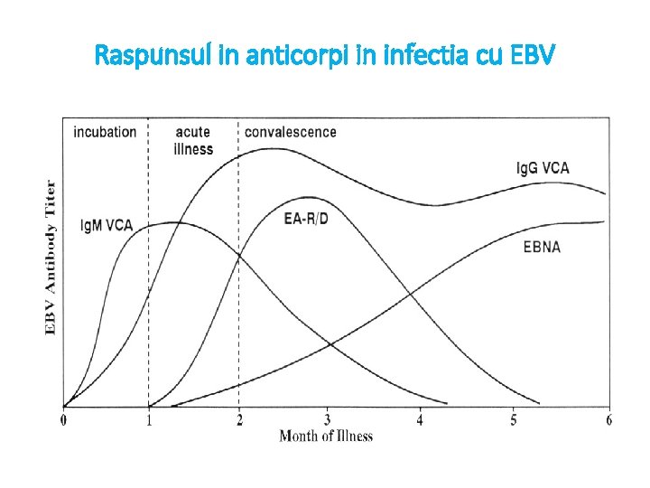 Raspunsul in anticorpi in infectia cu EBV 