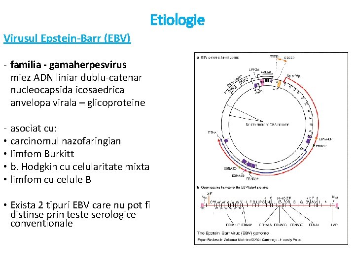 Etiologie Virusul Epstein-Barr (EBV) - familia - gamaherpesvirus miez ADN liniar dublu-catenar nucleocapsida icosaedrica