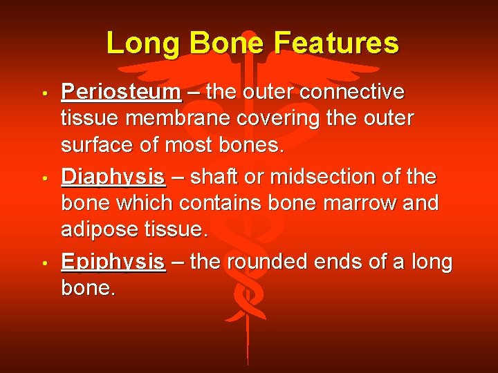Long Bone Features • • • Periosteum – the outer connective tissue membrane covering