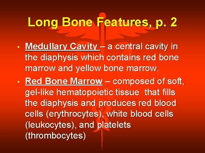 Long Bone Features, p. 2 • • Medullary Cavity – a central cavity in