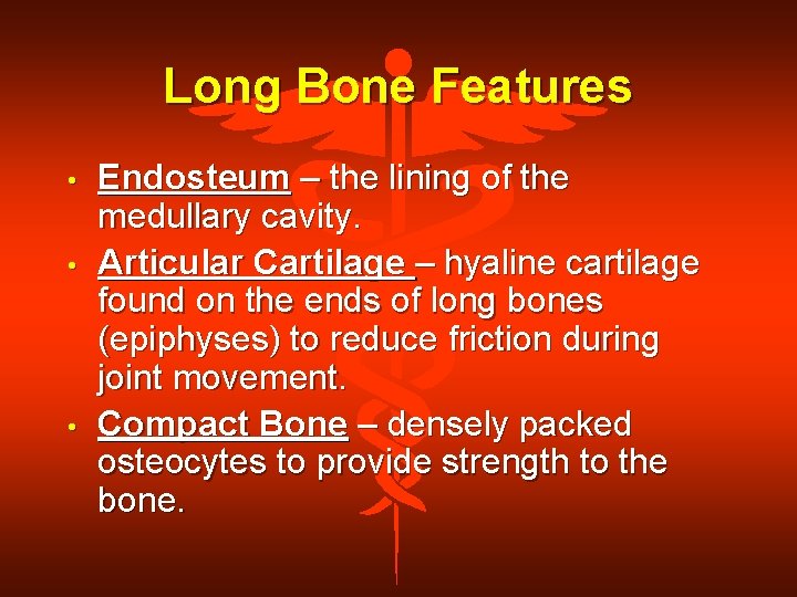 Long Bone Features • • • Endosteum – the lining of the medullary cavity.
