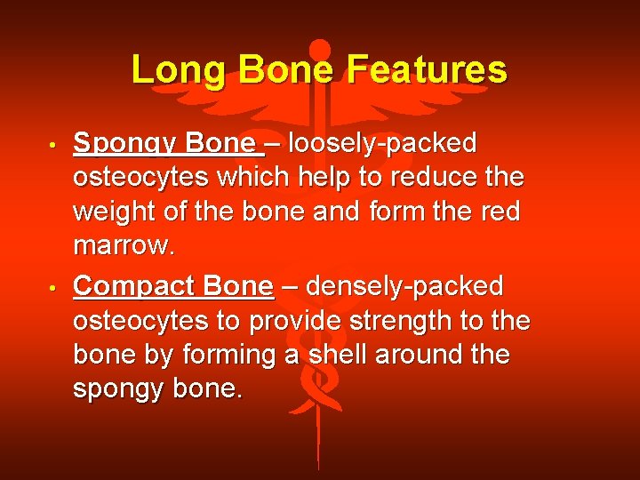 Long Bone Features • • Spongy Bone – loosely-packed osteocytes which help to reduce