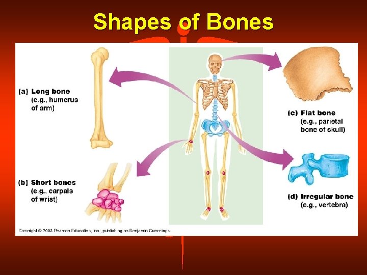 Shapes of Bones 