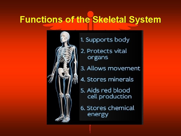 Functions of the Skeletal System 