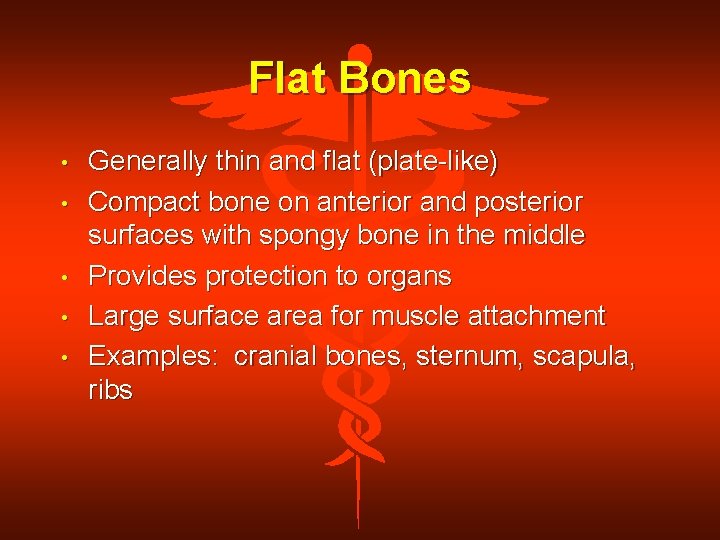 Flat Bones • • • Generally thin and flat (plate-like) Compact bone on anterior