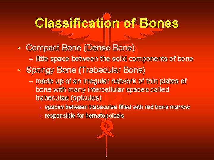 Classification of Bones • Compact Bone (Dense Bone) – little space between the solid