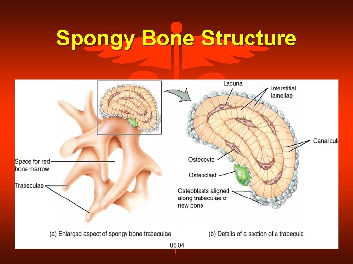 Spongy Bone Structure 