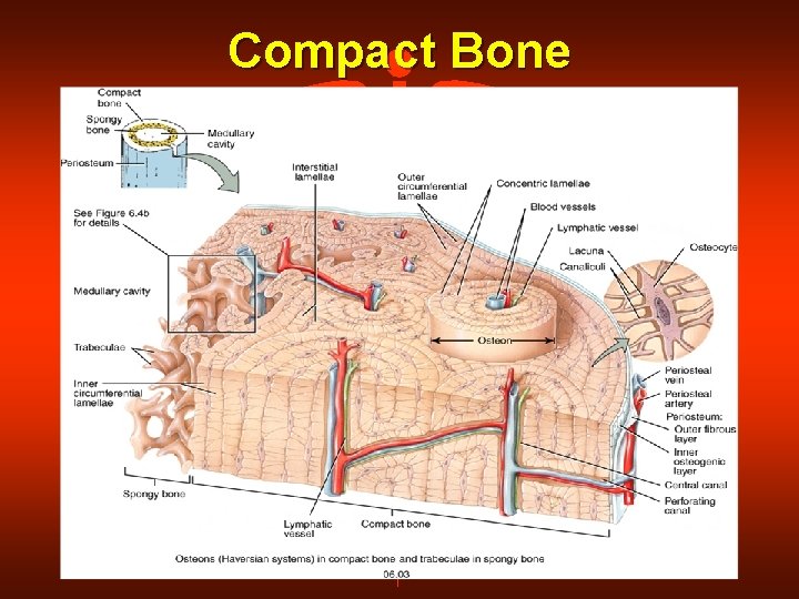 Compact Bone 