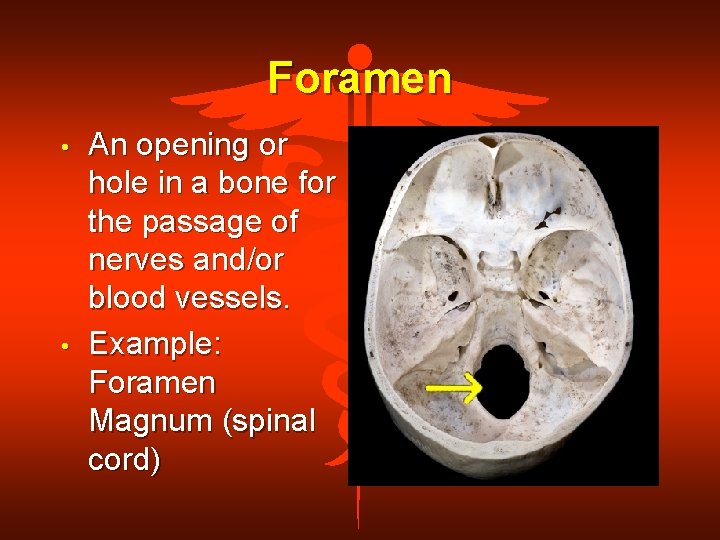 Foramen • • An opening or hole in a bone for the passage of