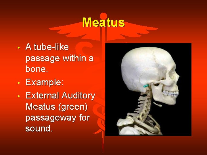 Meatus • • • A tube-like passage within a bone. Example: External Auditory Meatus