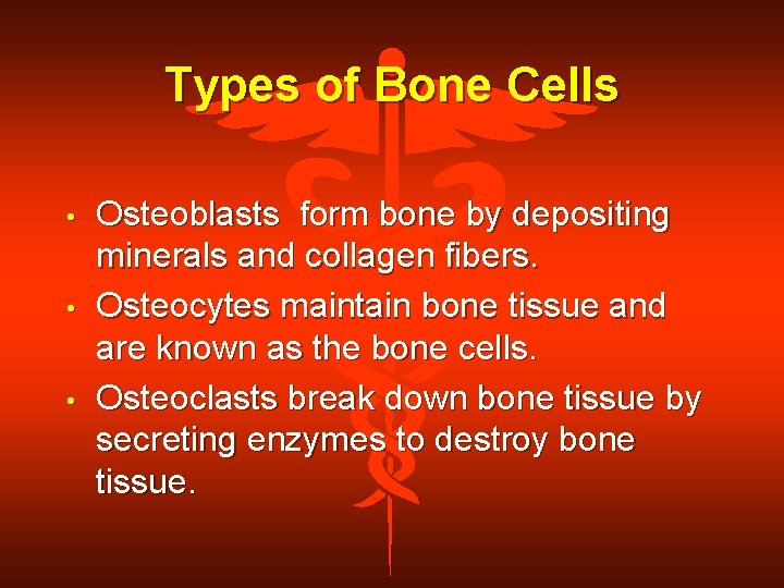 Types of Bone Cells • • • Osteoblasts form bone by depositing minerals and