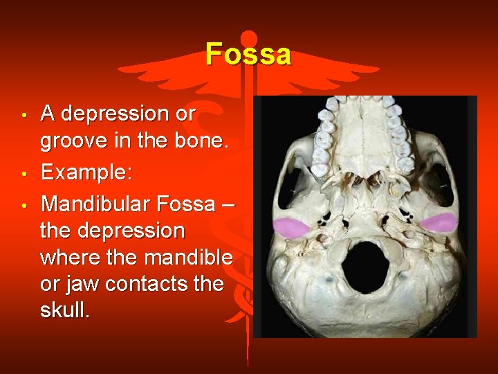 Fossa • • • A depression or groove in the bone. Example: Mandibular Fossa