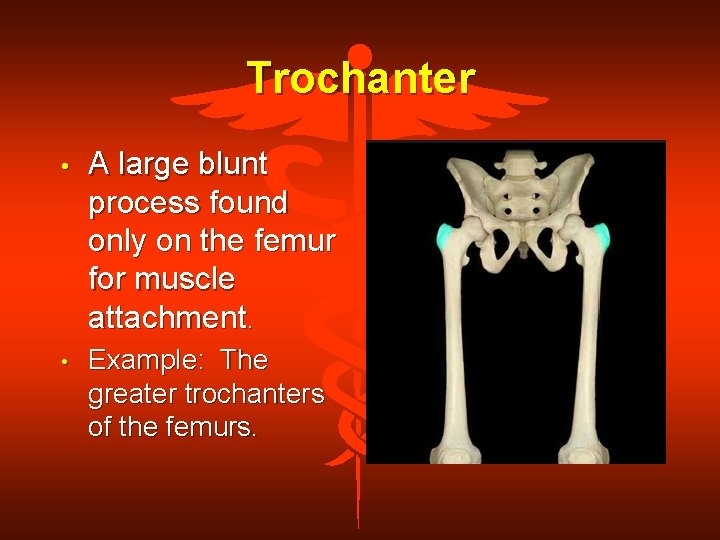 Trochanter • A large blunt process found only on the femur for muscle attachment.