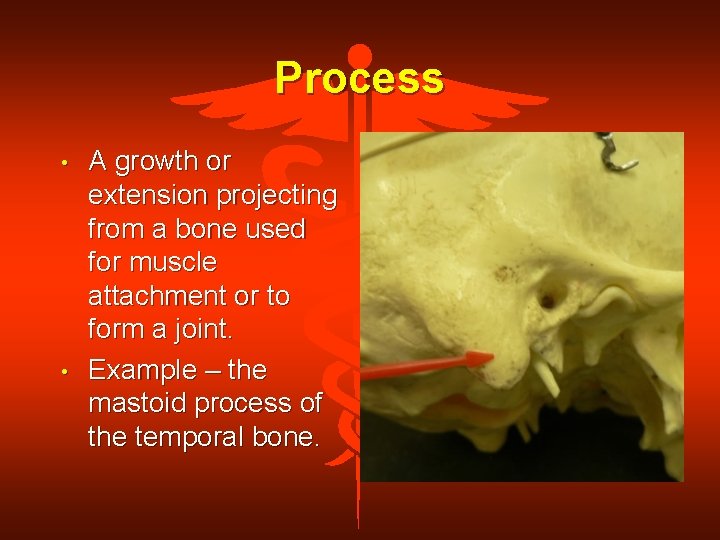 Process • • A growth or extension projecting from a bone used for muscle