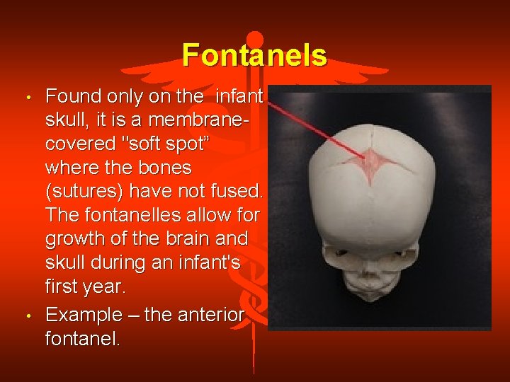 Fontanels • • Found only on the infant skull, it is a membranecovered "soft