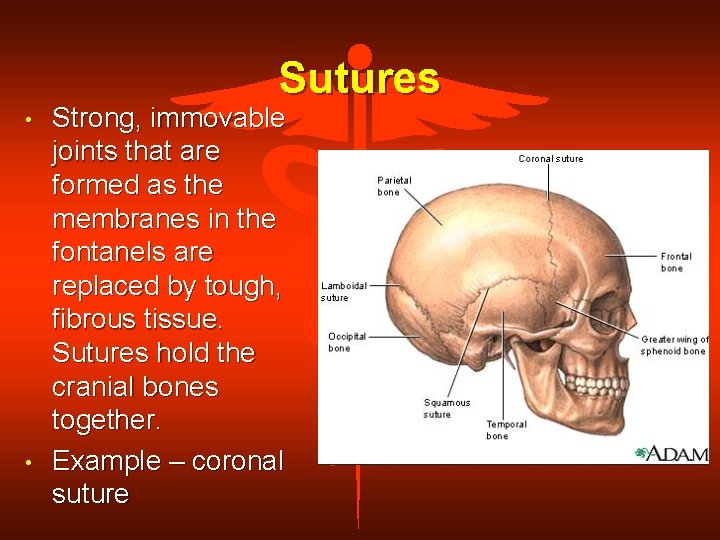 Sutures • • Strong, immovable joints that are formed as the membranes in the