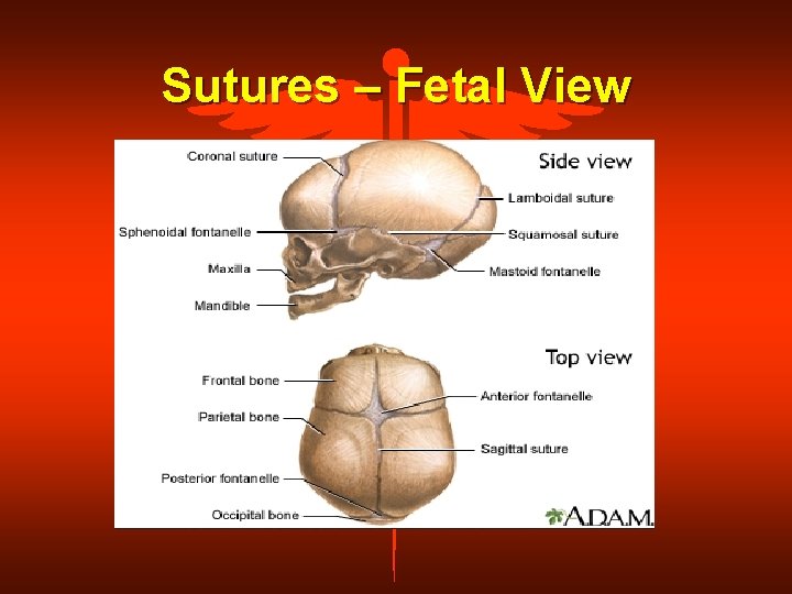 Sutures – Fetal View 