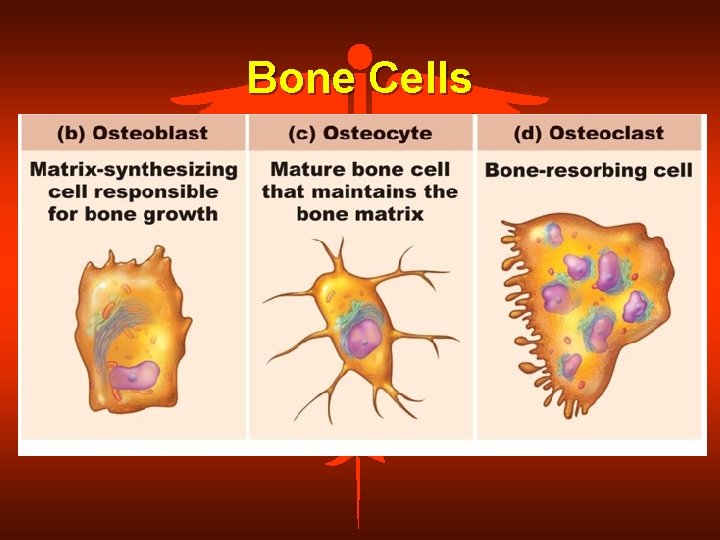 Bone Cells 