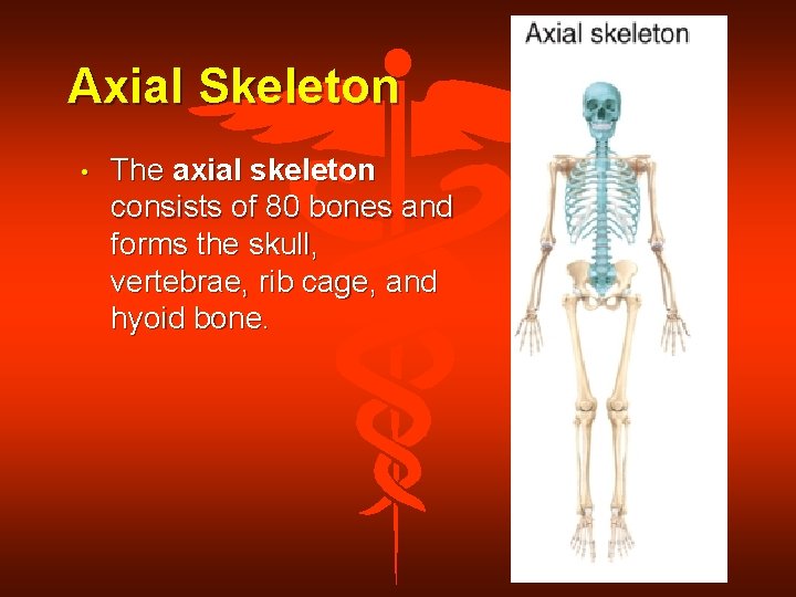 Axial Skeleton • The axial skeleton consists of 80 bones and forms the skull,