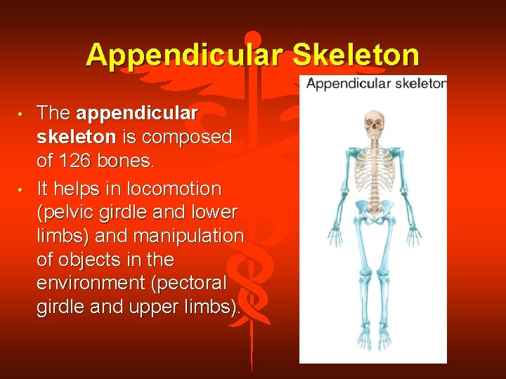 Appendicular Skeleton • • The appendicular skeleton is composed of 126 bones. It helps