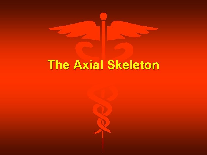 The Axial Skeleton 