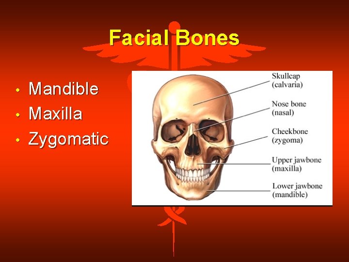 Facial Bones • • • Mandible Maxilla Zygomatic 