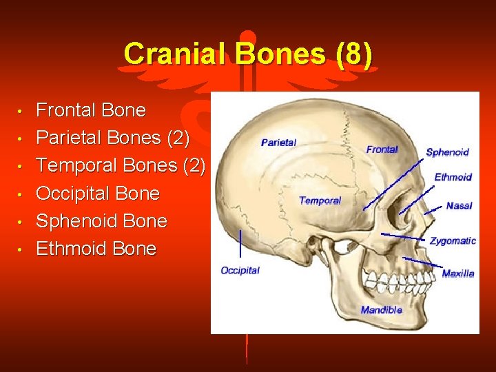 Cranial Bones (8) • • • Frontal Bone Parietal Bones (2) Temporal Bones (2)