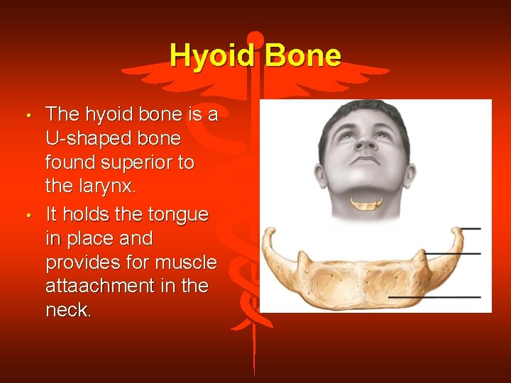 Hyoid Bone • • The hyoid bone is a U-shaped bone found superior to