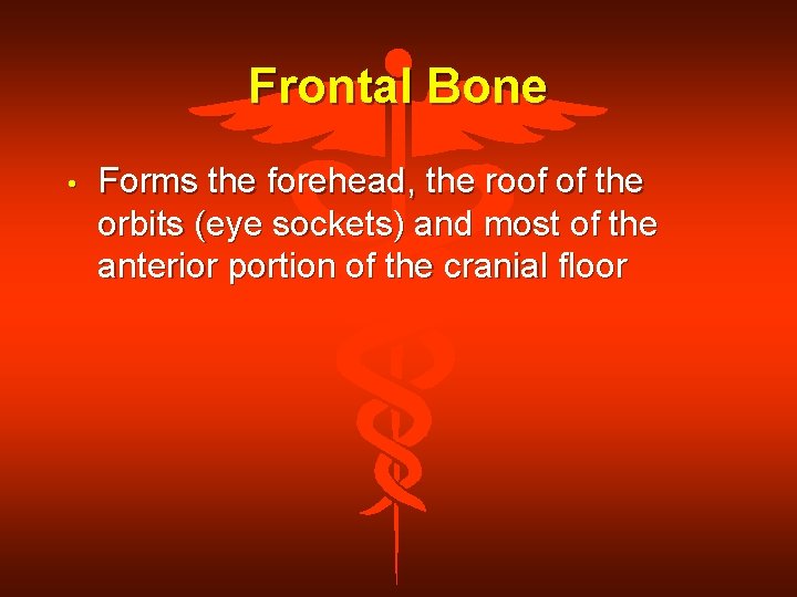 Frontal Bone • Forms the forehead, the roof of the orbits (eye sockets) and