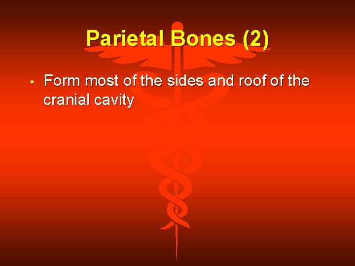 Parietal Bones (2) • Form most of the sides and roof of the cranial