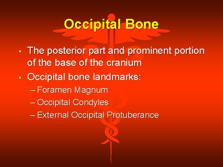 Occipital Bone • • The posterior part and prominent portion of the base of