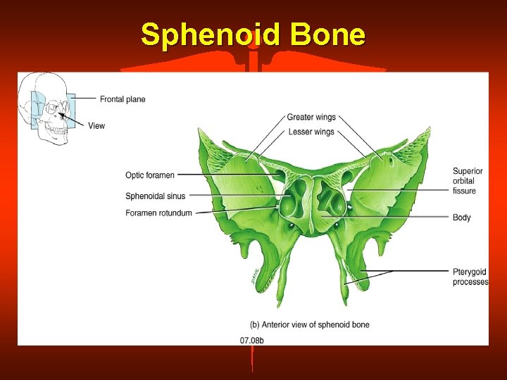 Sphenoid Bone 