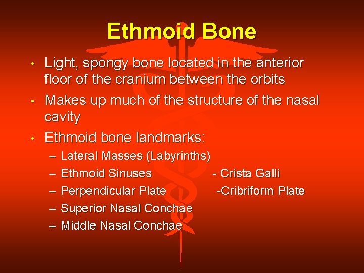 Ethmoid Bone • • • Light, spongy bone located in the anterior floor of