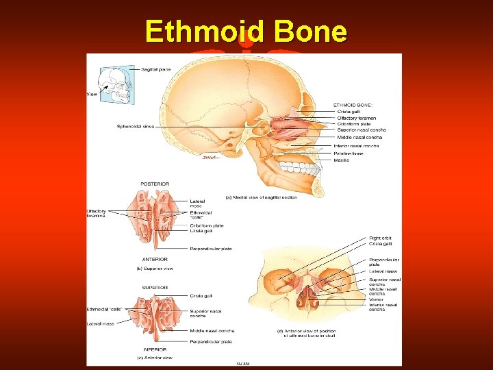 Ethmoid Bone 