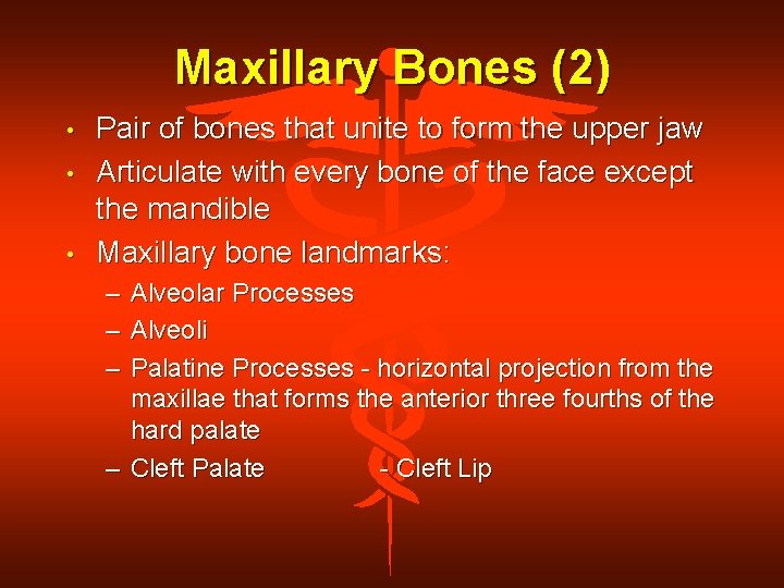 Maxillary Bones (2) • • • Pair of bones that unite to form the