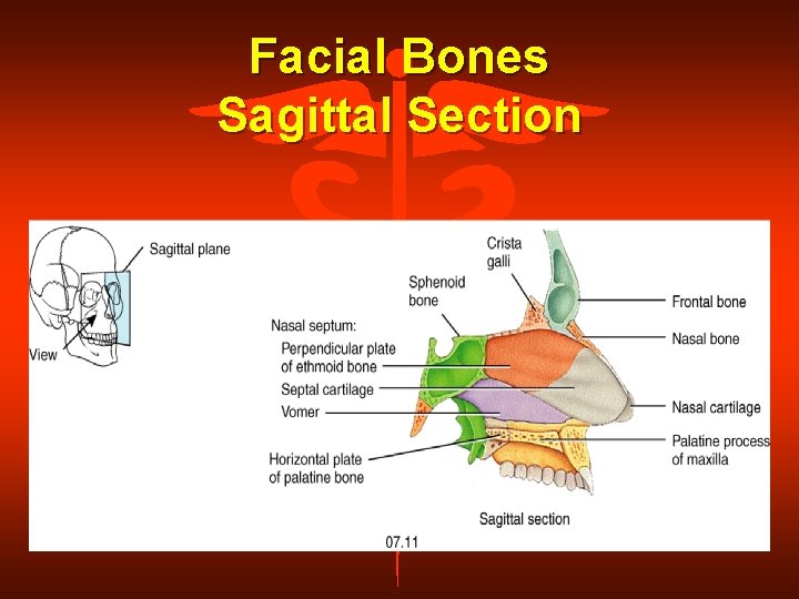 Facial Bones Sagittal Section 